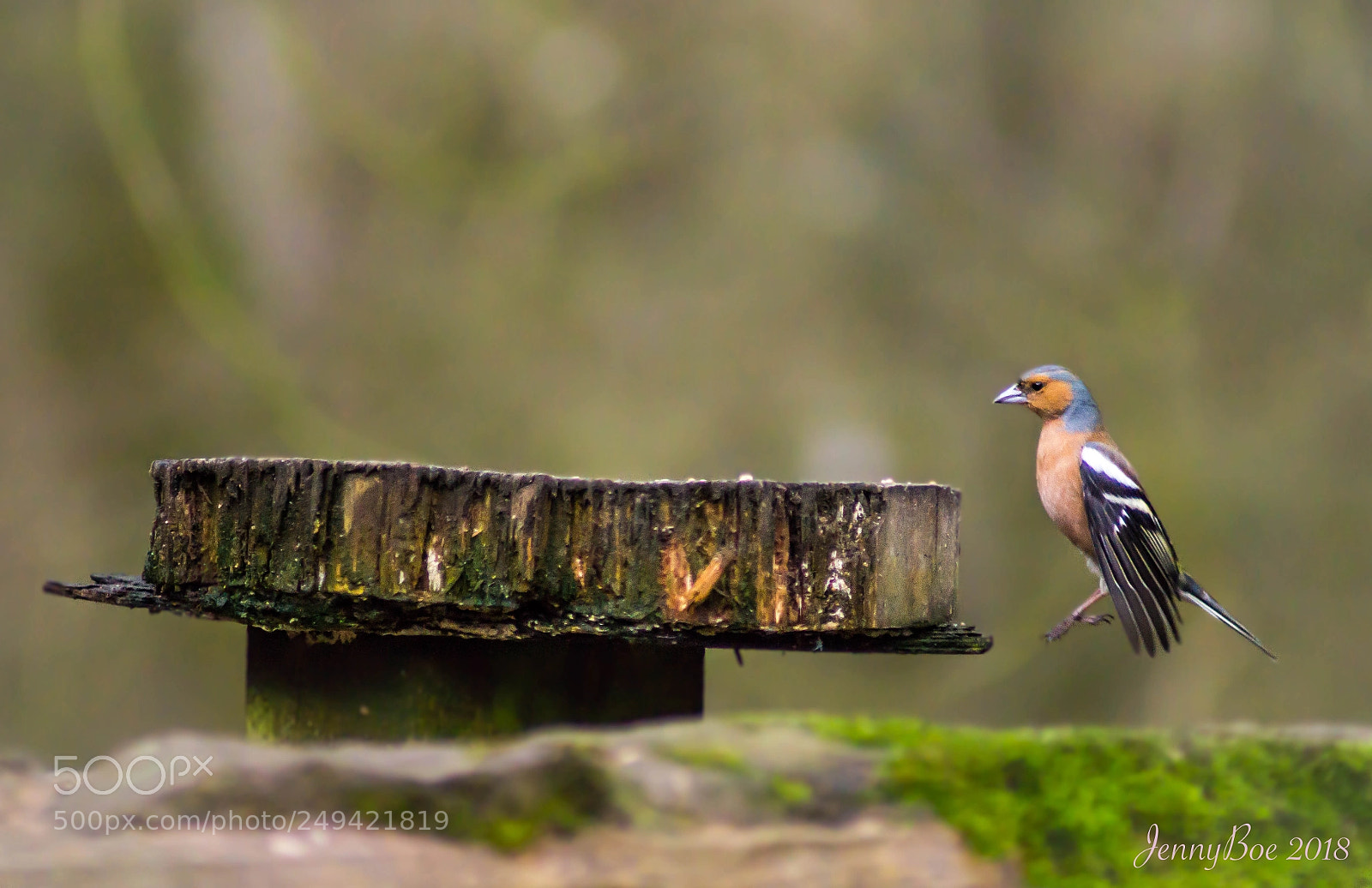Sony SLT-A58 sample photo. Chaffinch leaping! photography