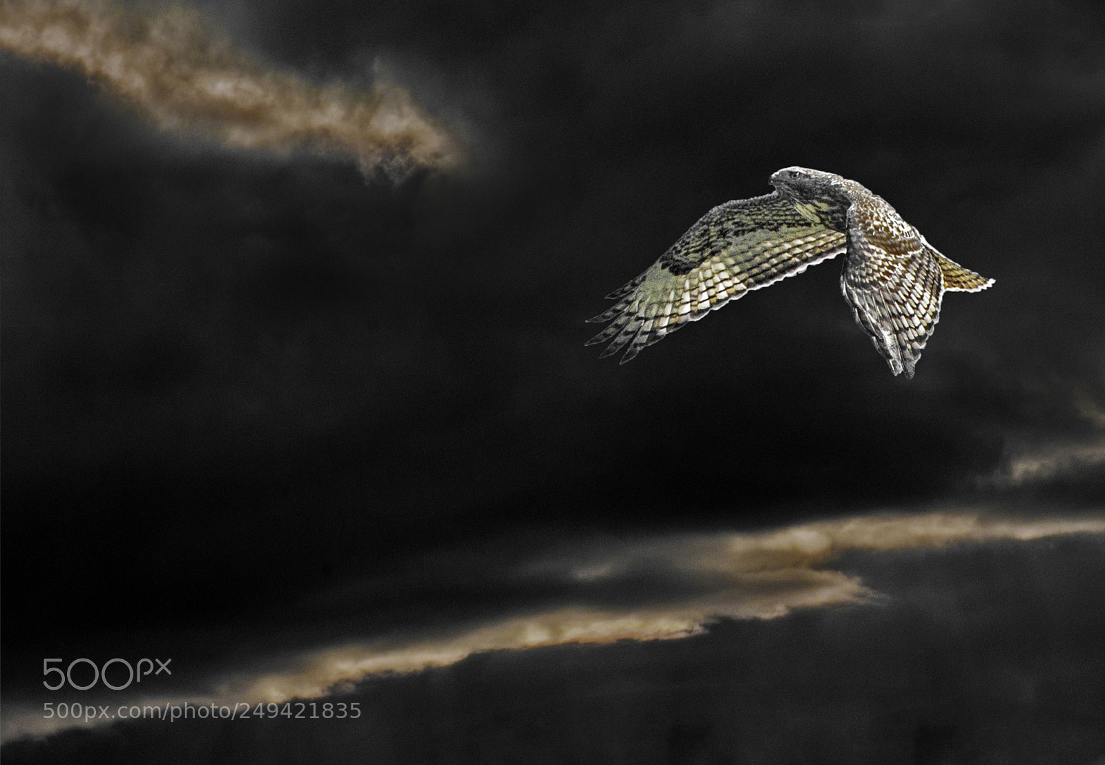 Canon EOS 450D (EOS Rebel XSi / EOS Kiss X2) sample photo. Hawk in storm photography
