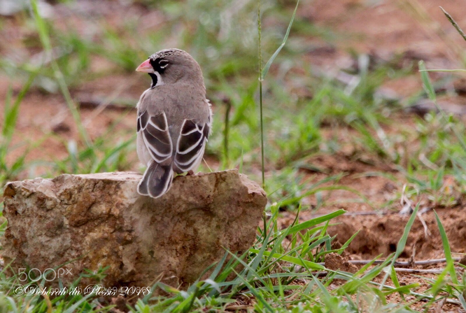 Canon EOS 7D sample photo. First time for us photography