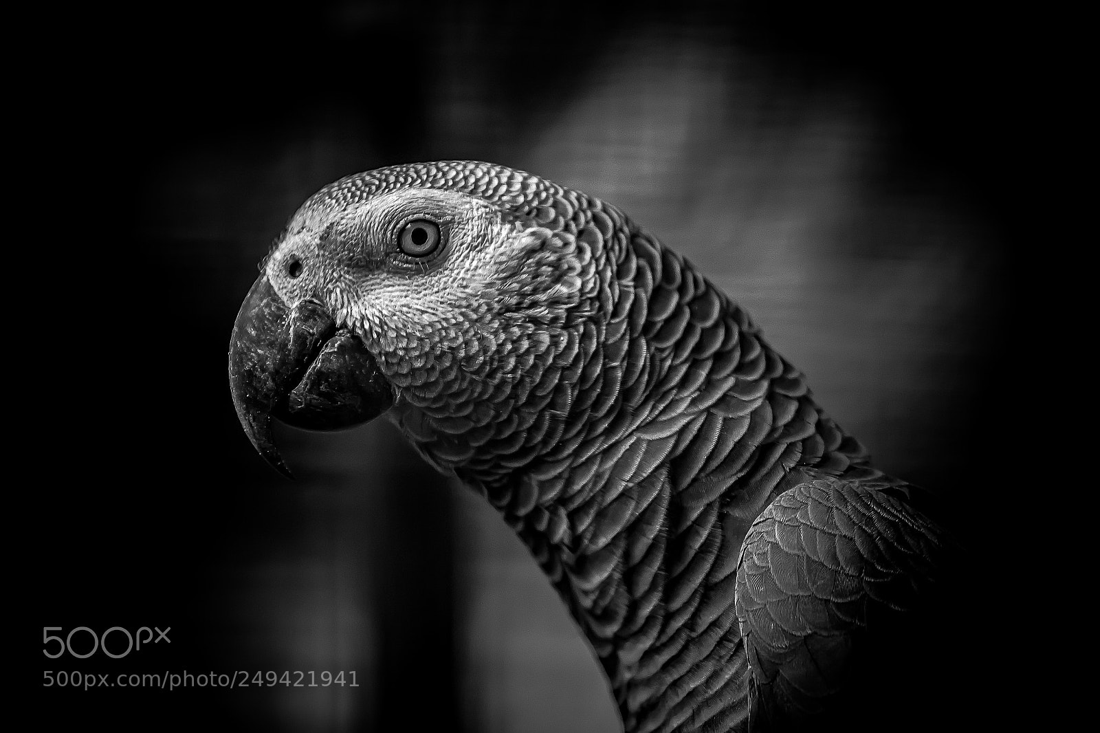 Canon EOS 550D (EOS Rebel T2i / EOS Kiss X4) sample photo. Parrot portrait in b photography