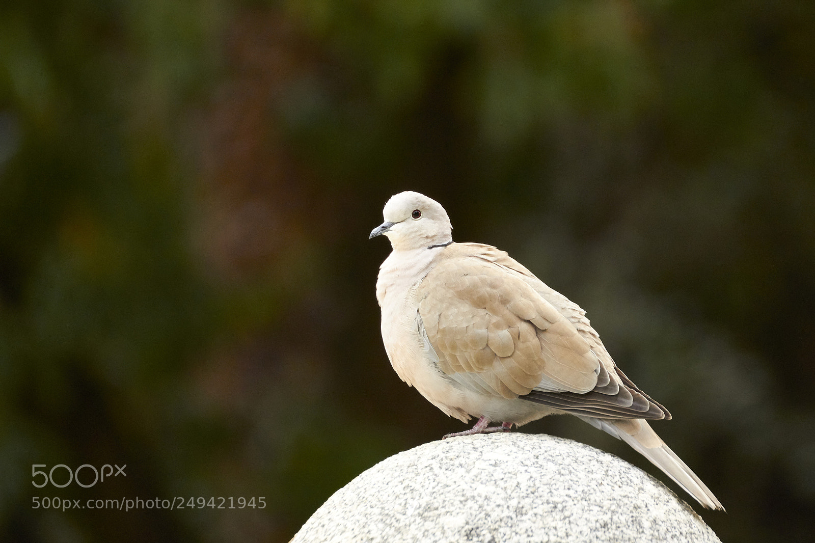 Canon EOS 60D sample photo. Nature photography
