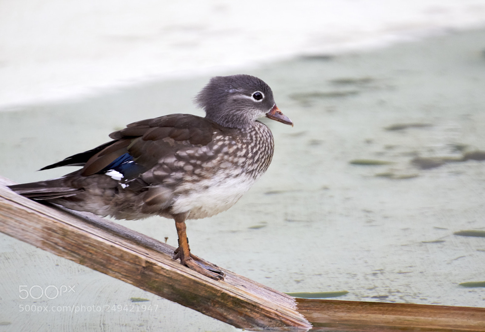 Canon EOS 60D sample photo. Nature photography