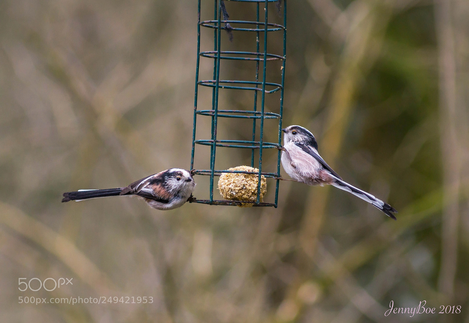 Sony SLT-A58 sample photo. Couple of wagtails photography