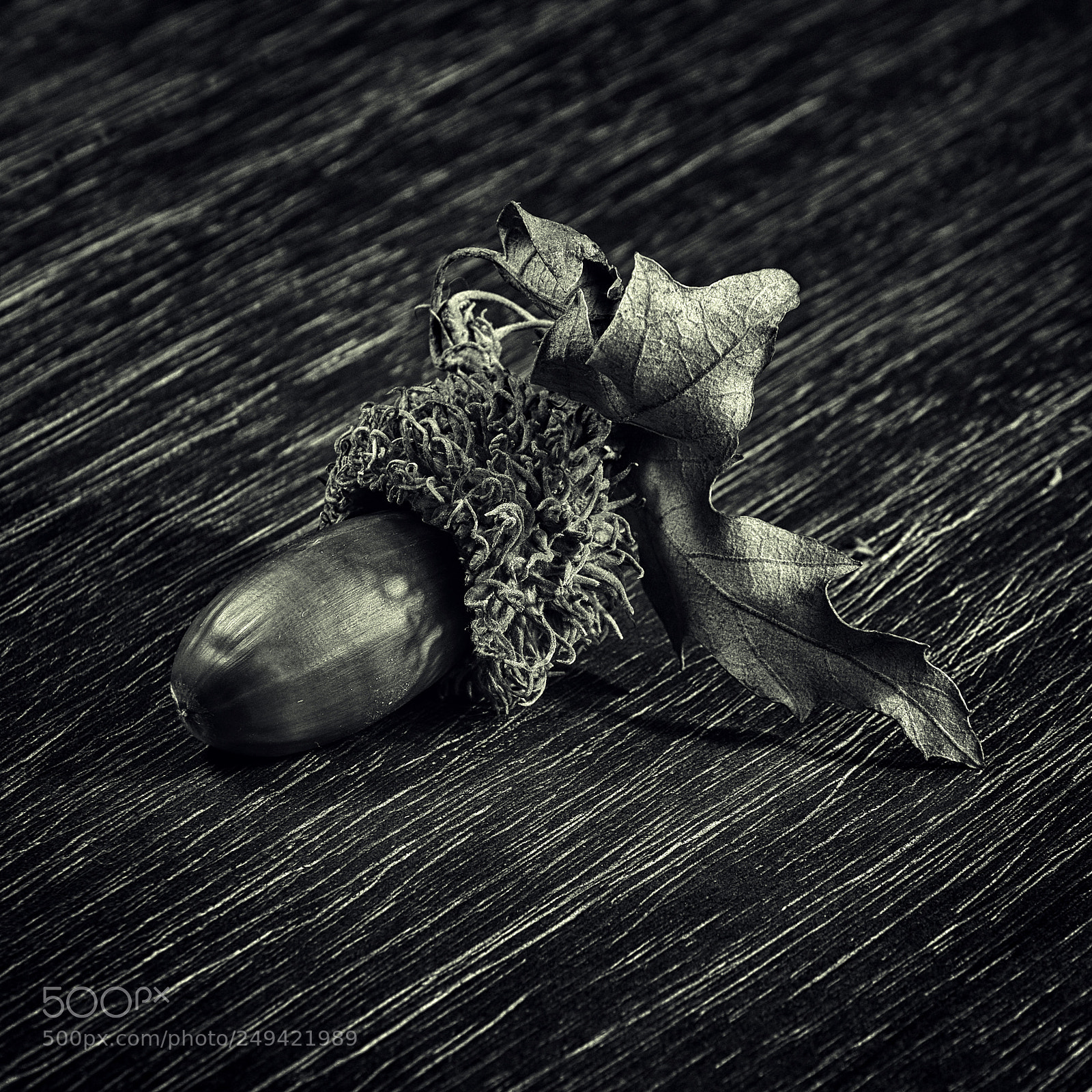 Nikon D7200 sample photo. Oak nut photography