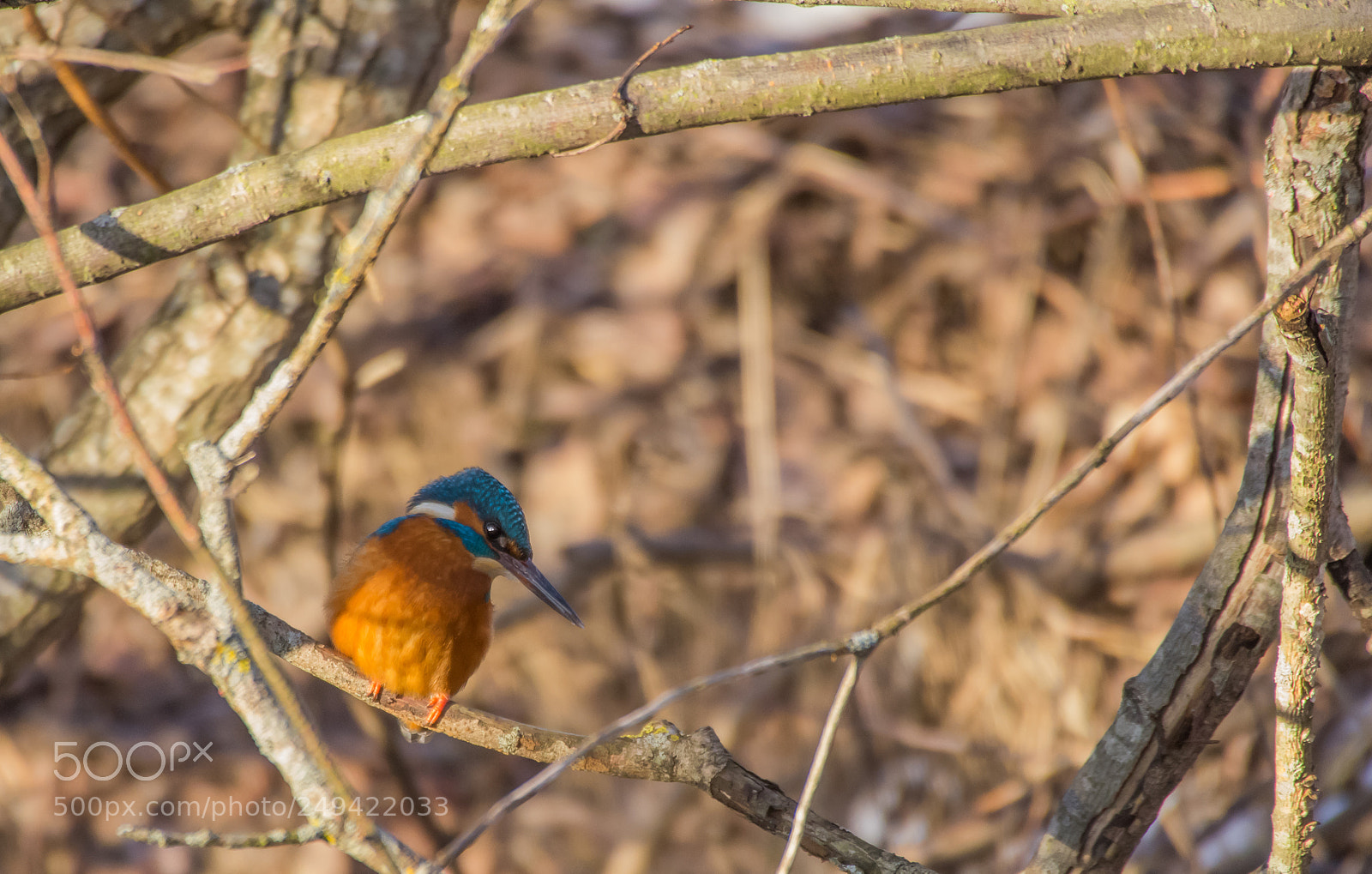 Pentax K-5 sample photo. Kingfisher photography