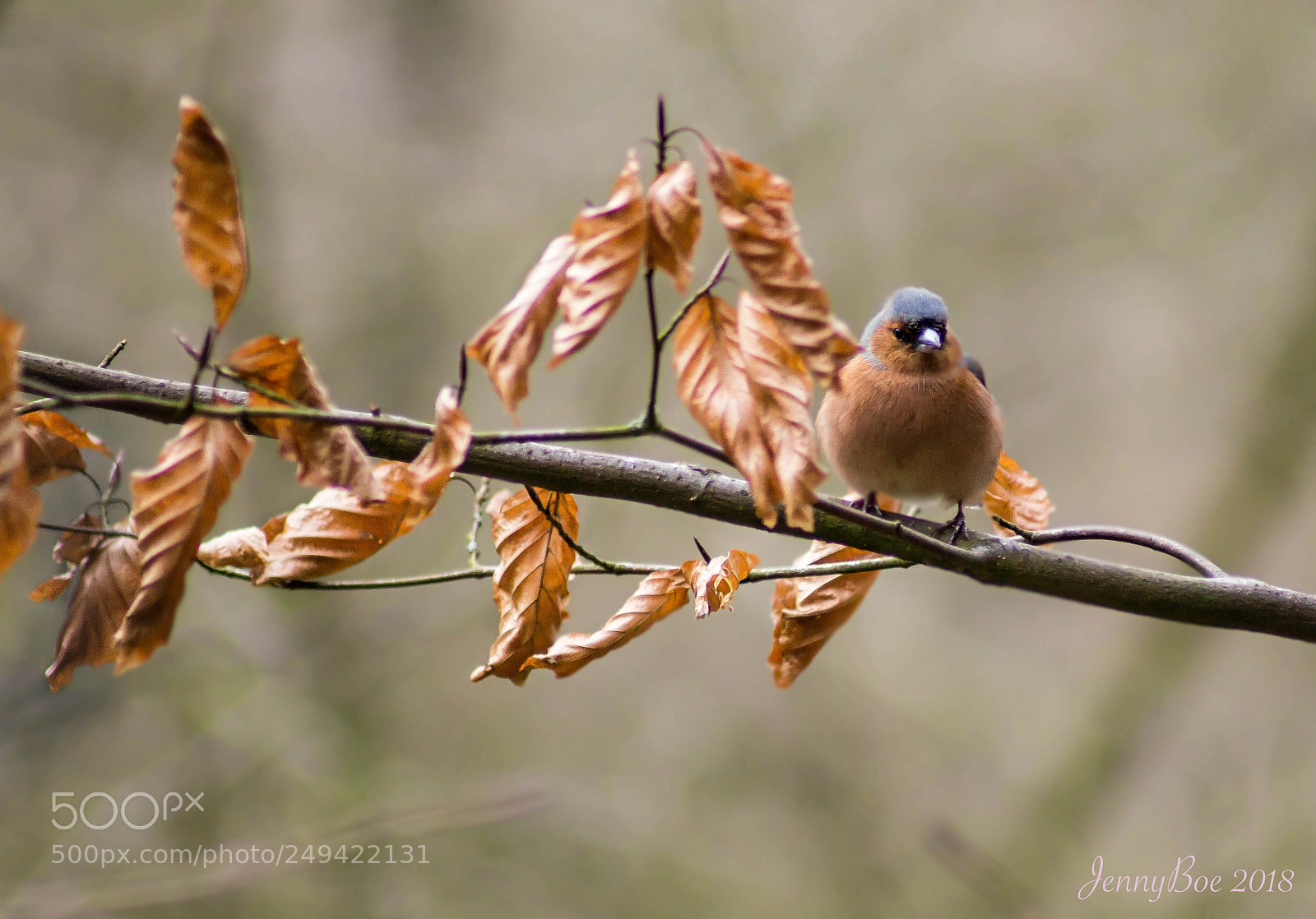 Sony SLT-A58 sample photo. Chaffinch photography