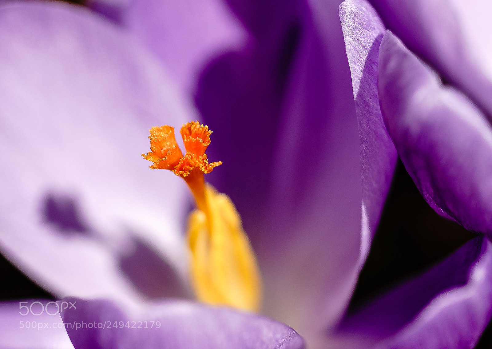Sony a7 II sample photo. Untitled photography