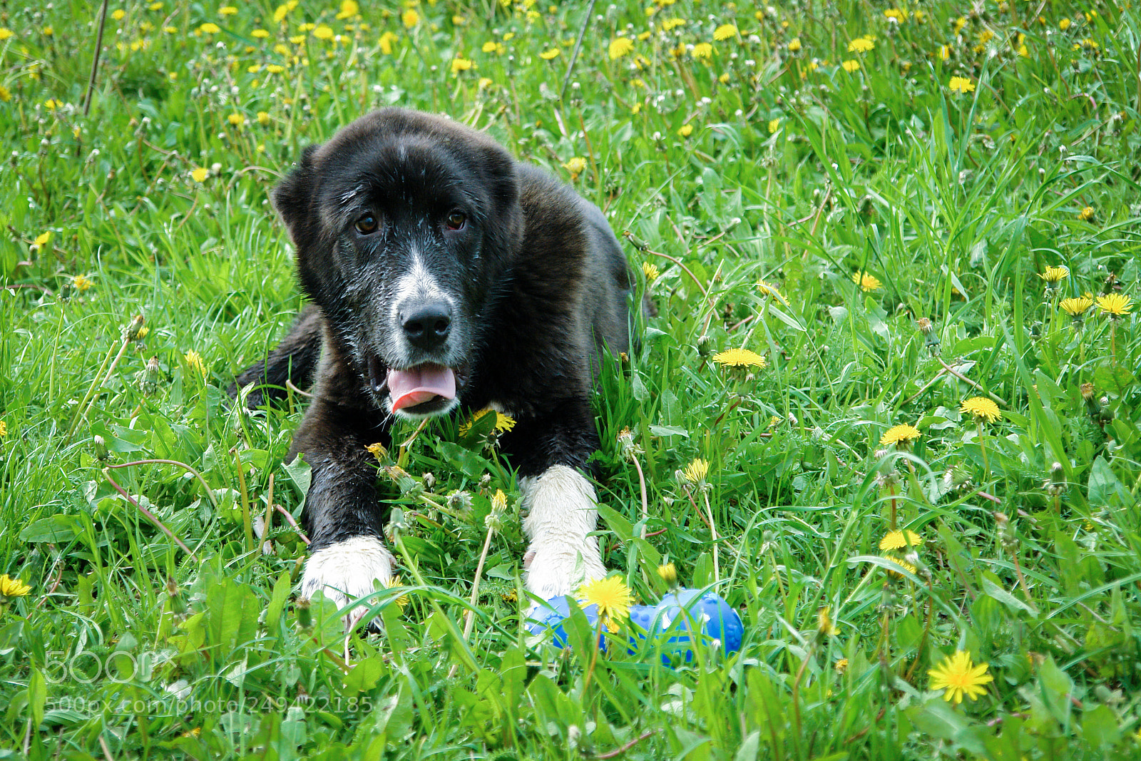 Sony DSC-R1 sample photo. Black dog in the photography