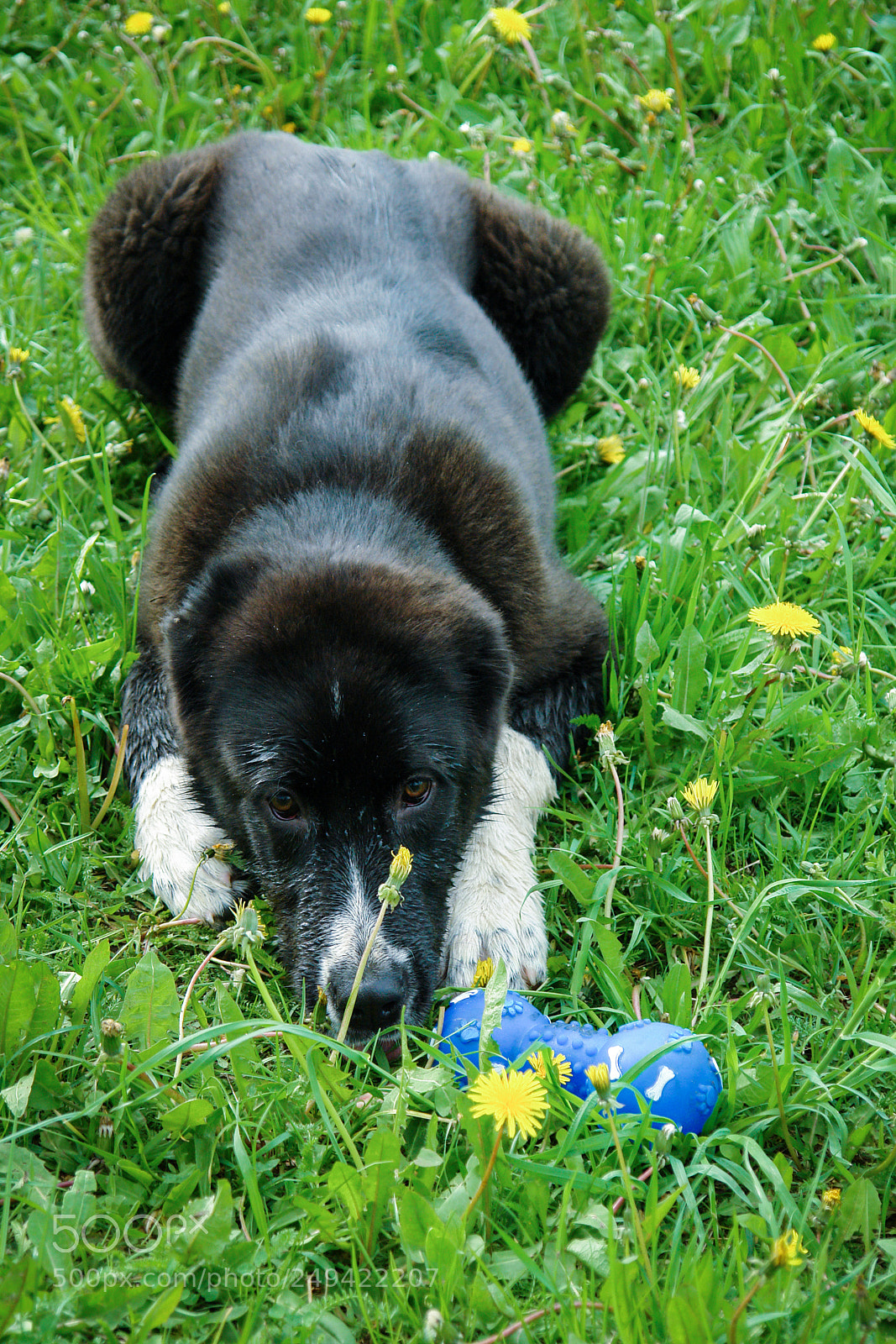 Sony DSC-R1 sample photo. Black dog in the photography