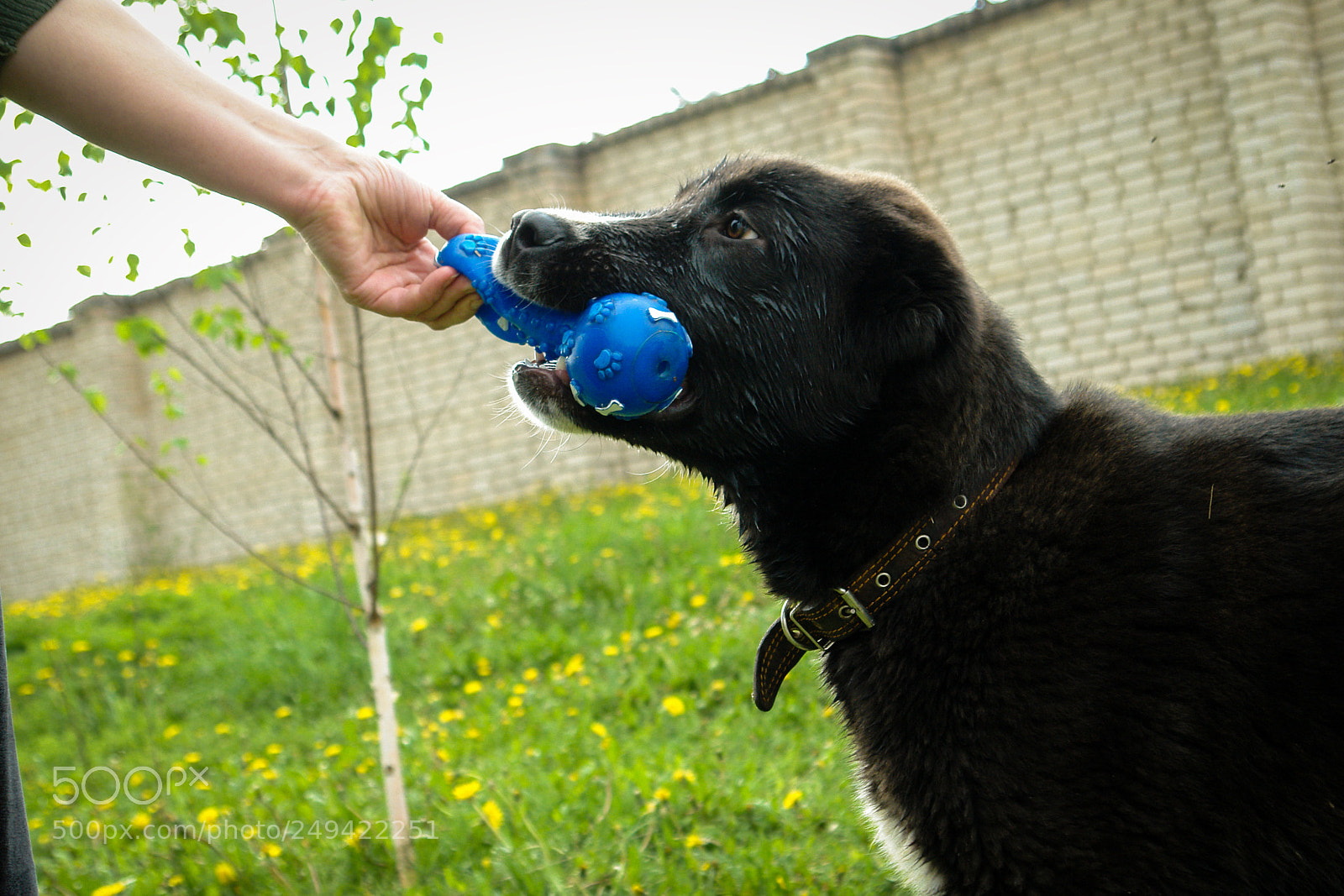 Sony DSC-R1 sample photo. Black dog in the photography