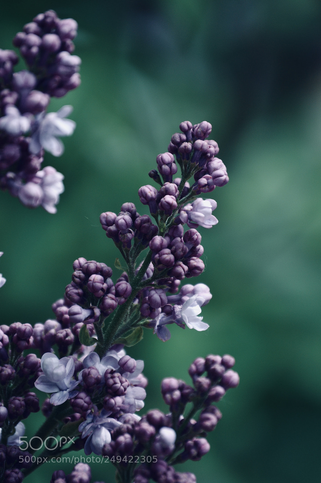 Nikon D3100 sample photo. Purple lilac photography