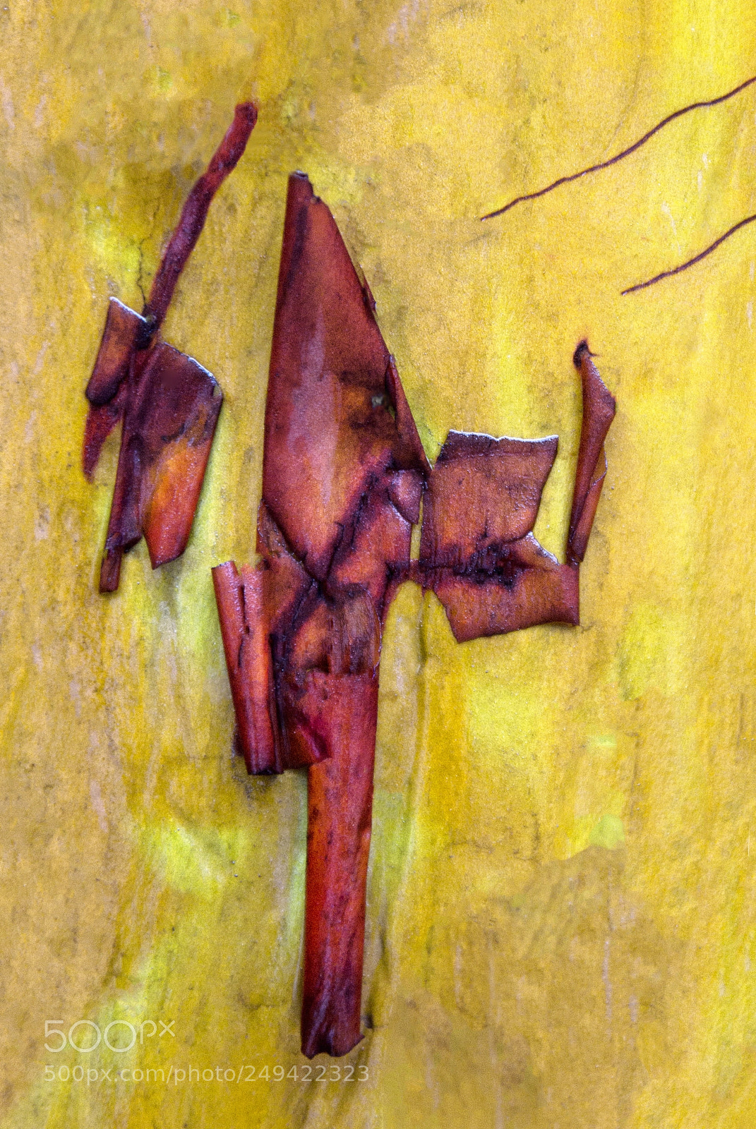 Nikon D5200 sample photo. Madrone bark in winter photography