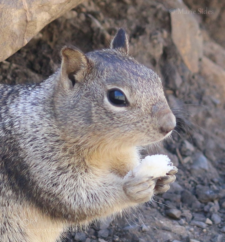 Canon EOS 100D (EOS Rebel SL1 / EOS Kiss X7) sample photo. Squirrel 5 photography
