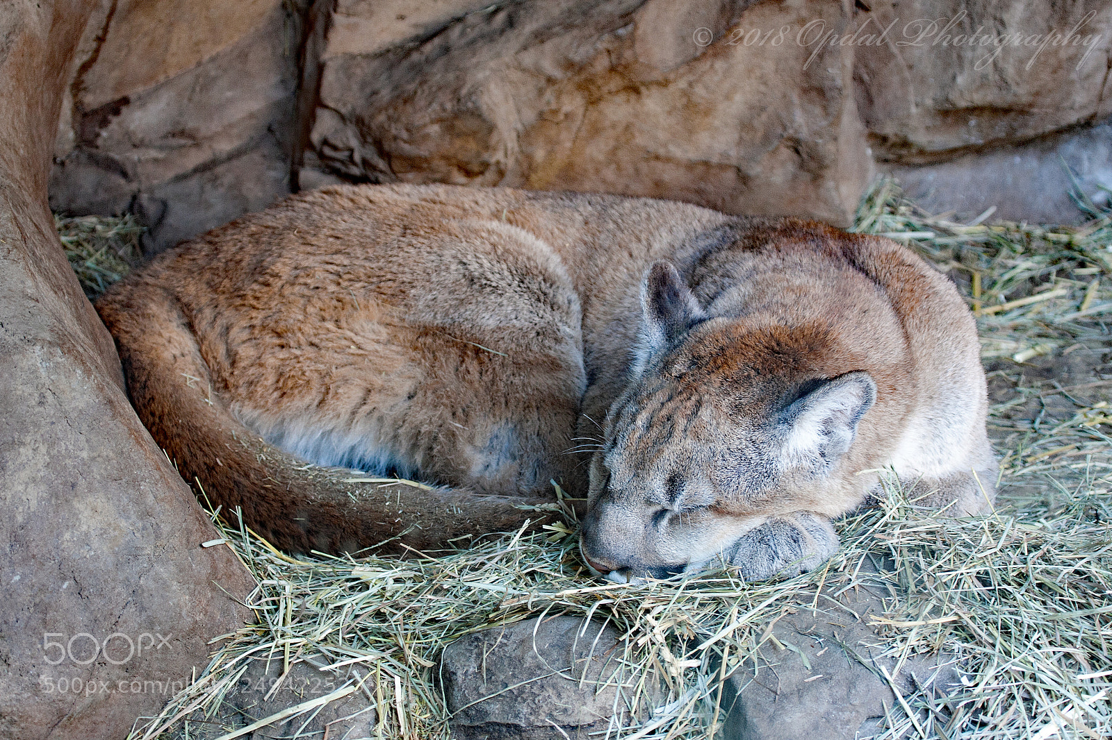 Canon EOS 5D sample photo. Puma photography