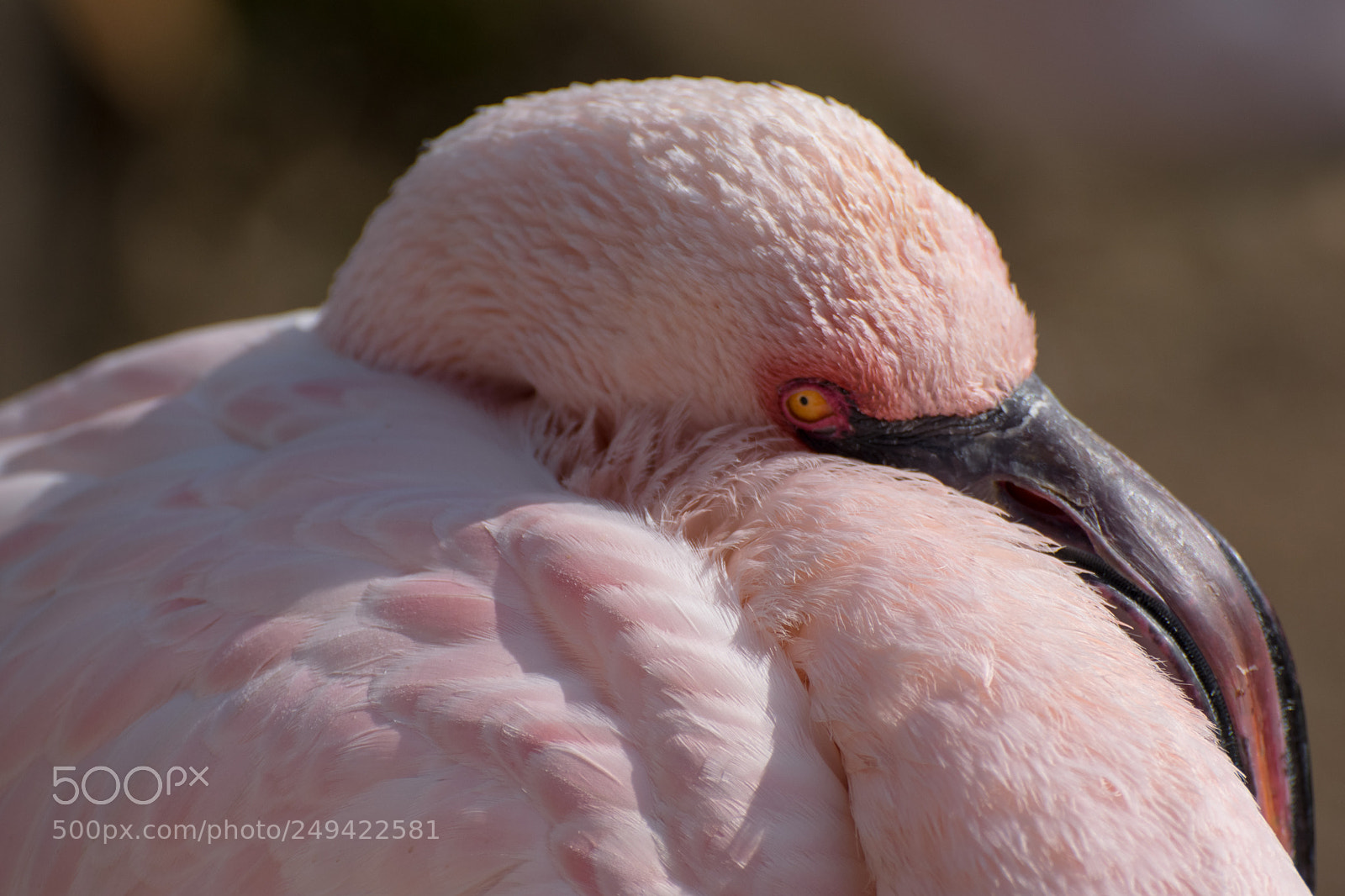 Nikon D3300 sample photo. Flamingo photography