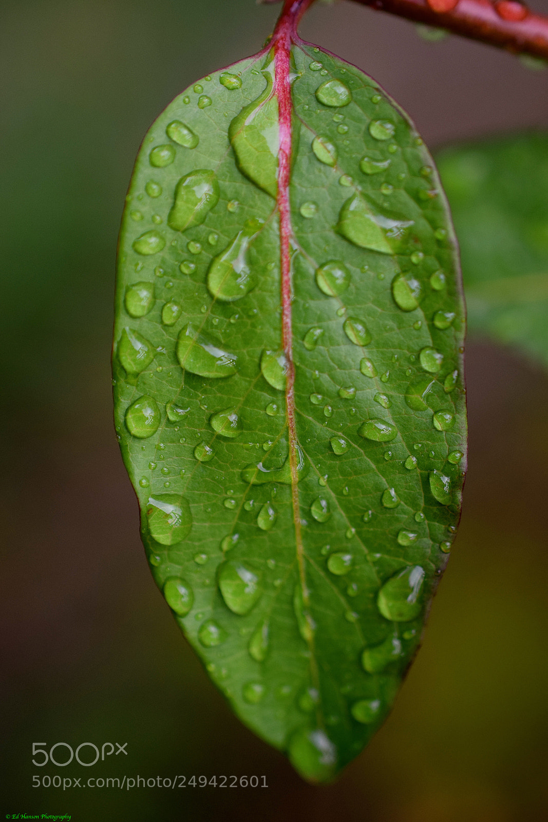 Nikon D3300 sample photo. Raindrops keep falling on photography