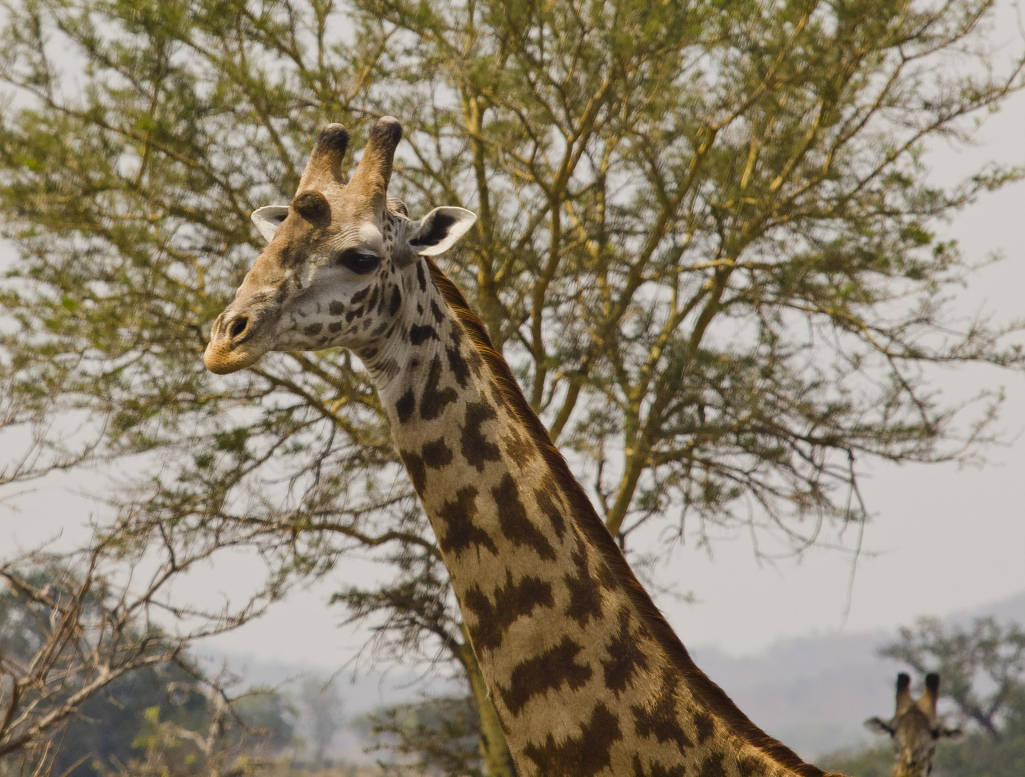 Olympus E-5 sample photo. Giraffe portrait photography