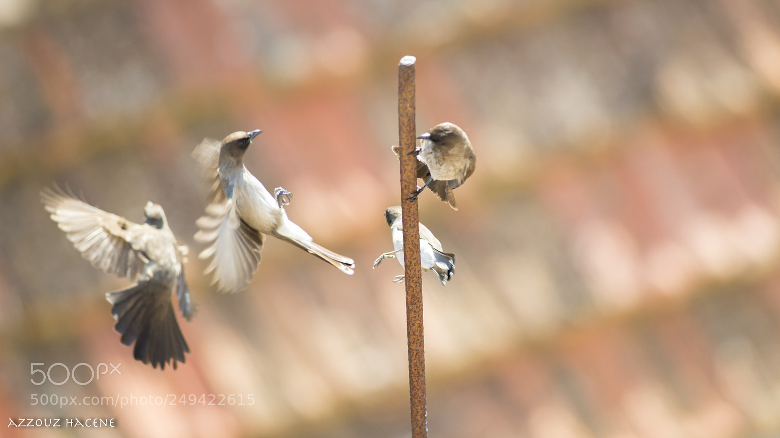 Nikon D800E sample photo. Bulbul des jardins photography