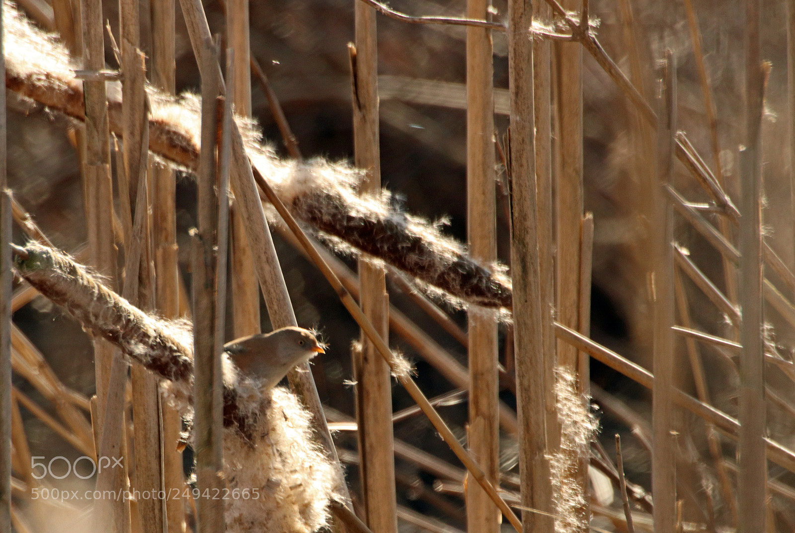 Canon EOS 800D (EOS Rebel T7i / EOS Kiss X9i) sample photo. Bearded reedling (female) photography
