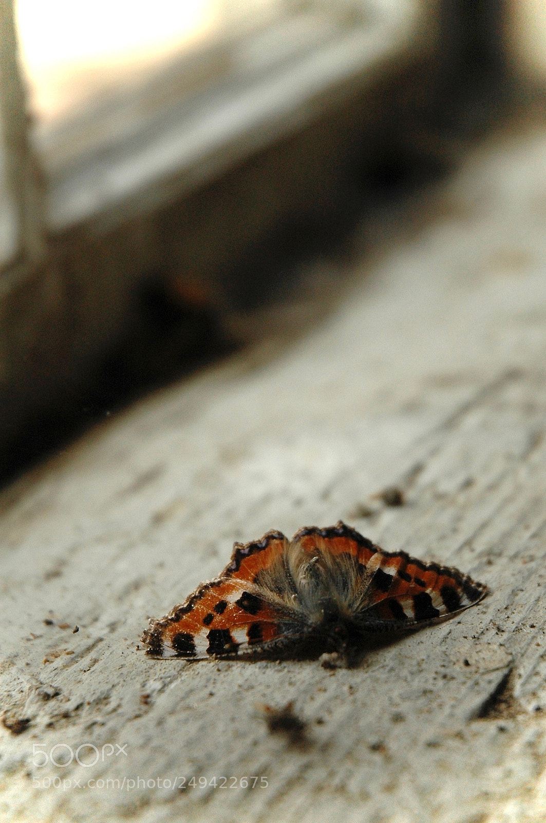 Nikon D70 sample photo. End of summer photography