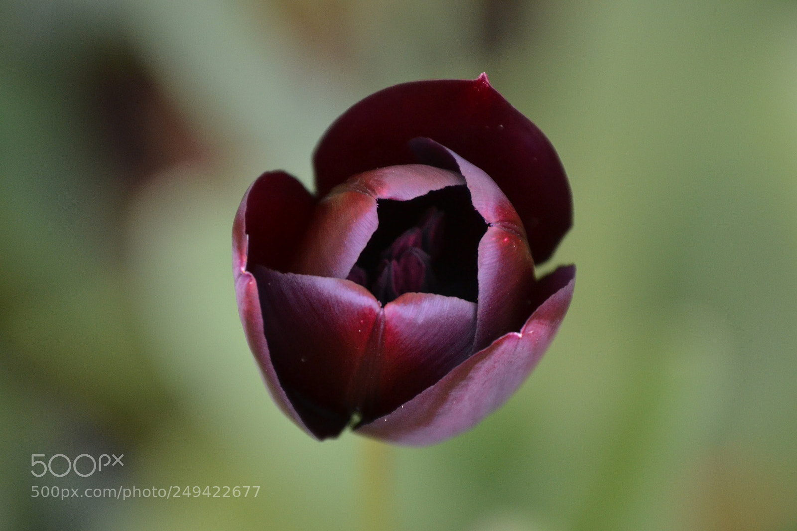 Nikon D3100 sample photo. Black tulip photography
