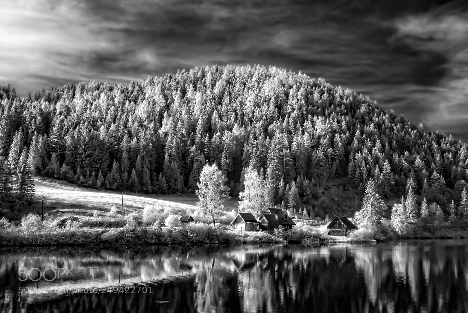 Nikon D80 sample photo. Autumn in bw photography