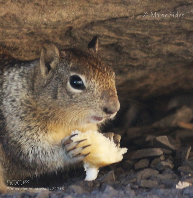 Canon EOS 100D (EOS Rebel SL1 / EOS Kiss X7) sample photo. Squirrel 6 photography