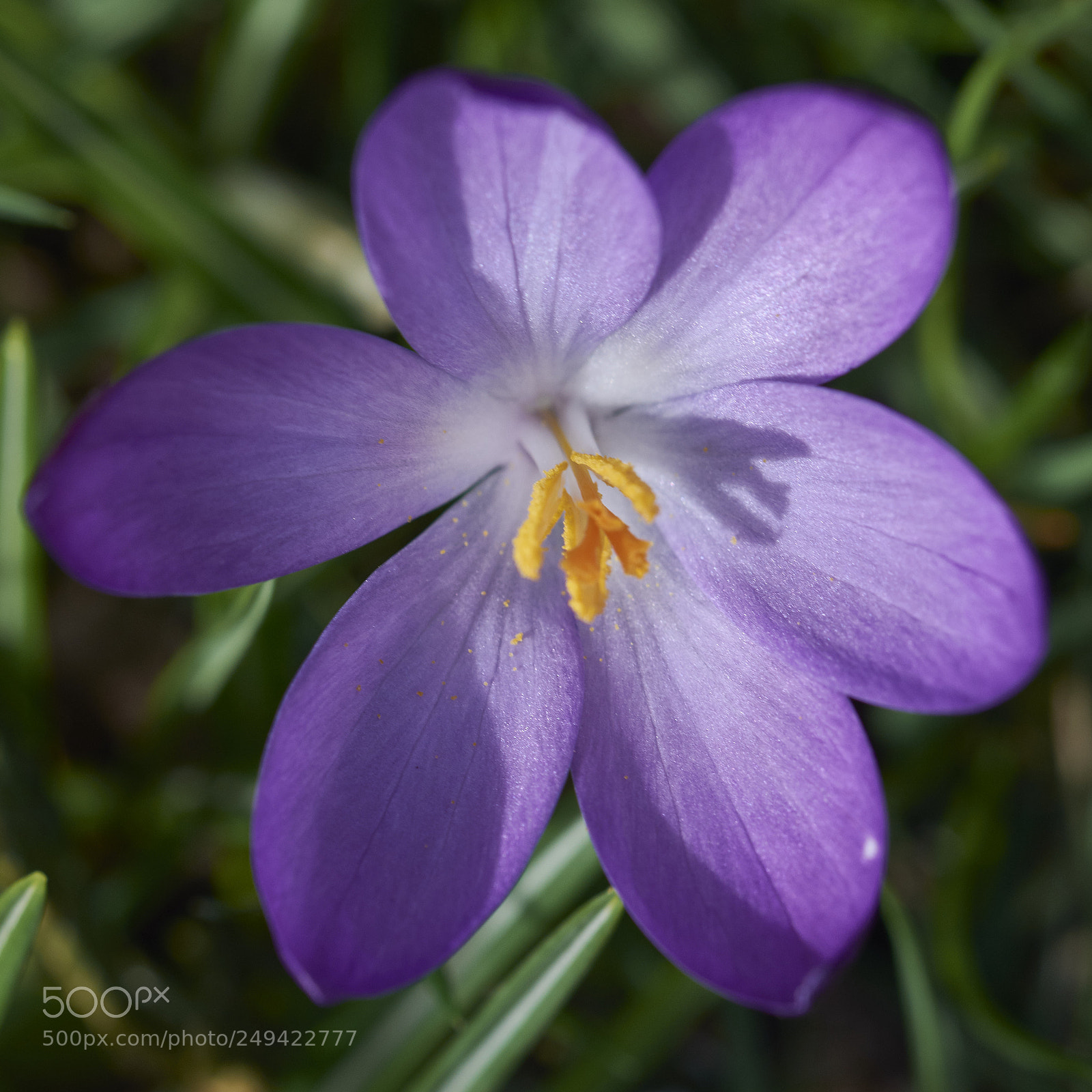 Nikon D7200 sample photo. Crocus photography