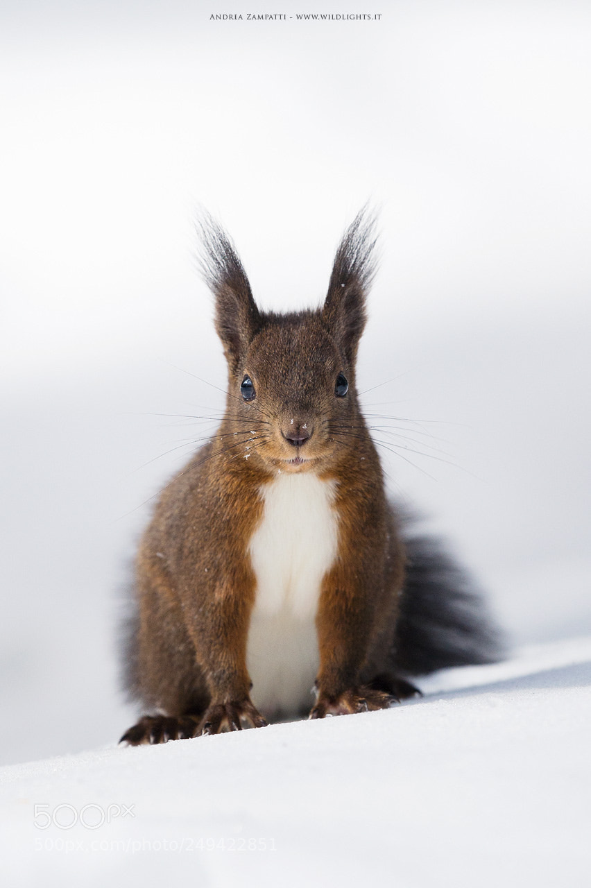 Nikon D4 sample photo. Red squirrel photography