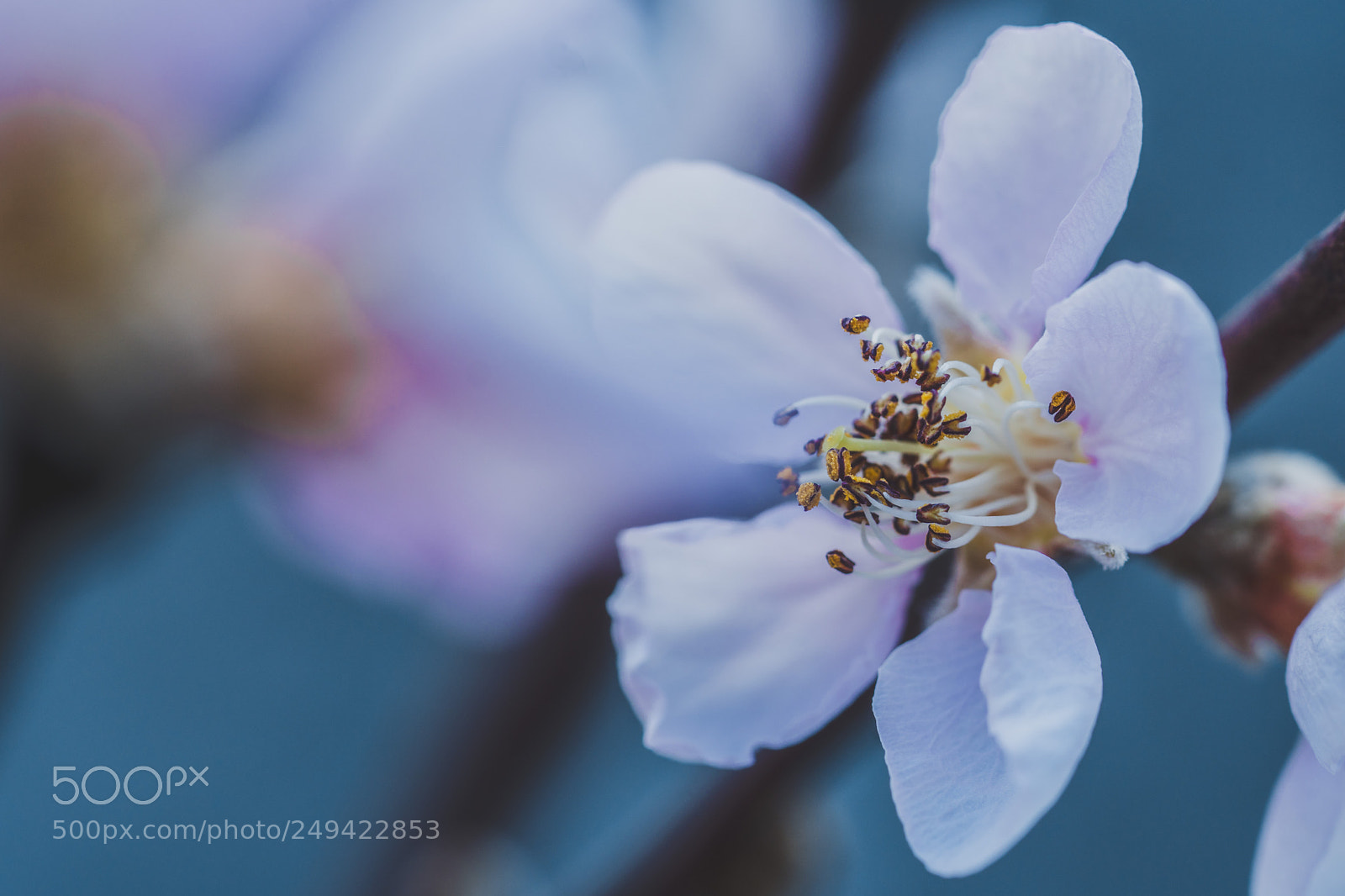 Sony a6300 sample photo. Plum blossoms photography