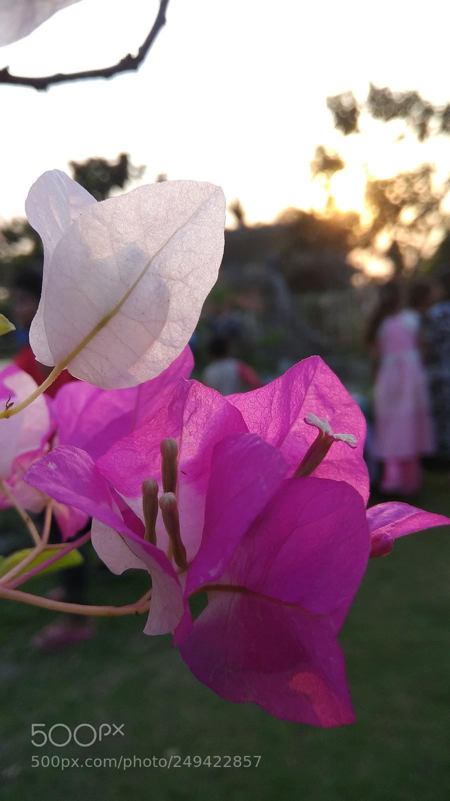Xiaomi Redmi Note 4 sample photo. Untitled photography