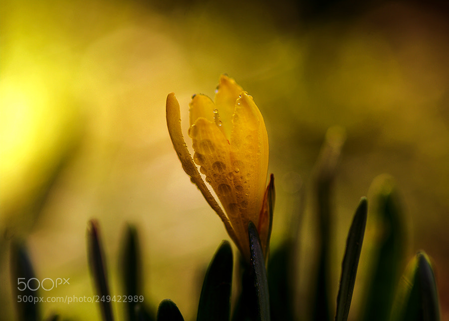 Pentax K20D sample photo. Jpgk photography