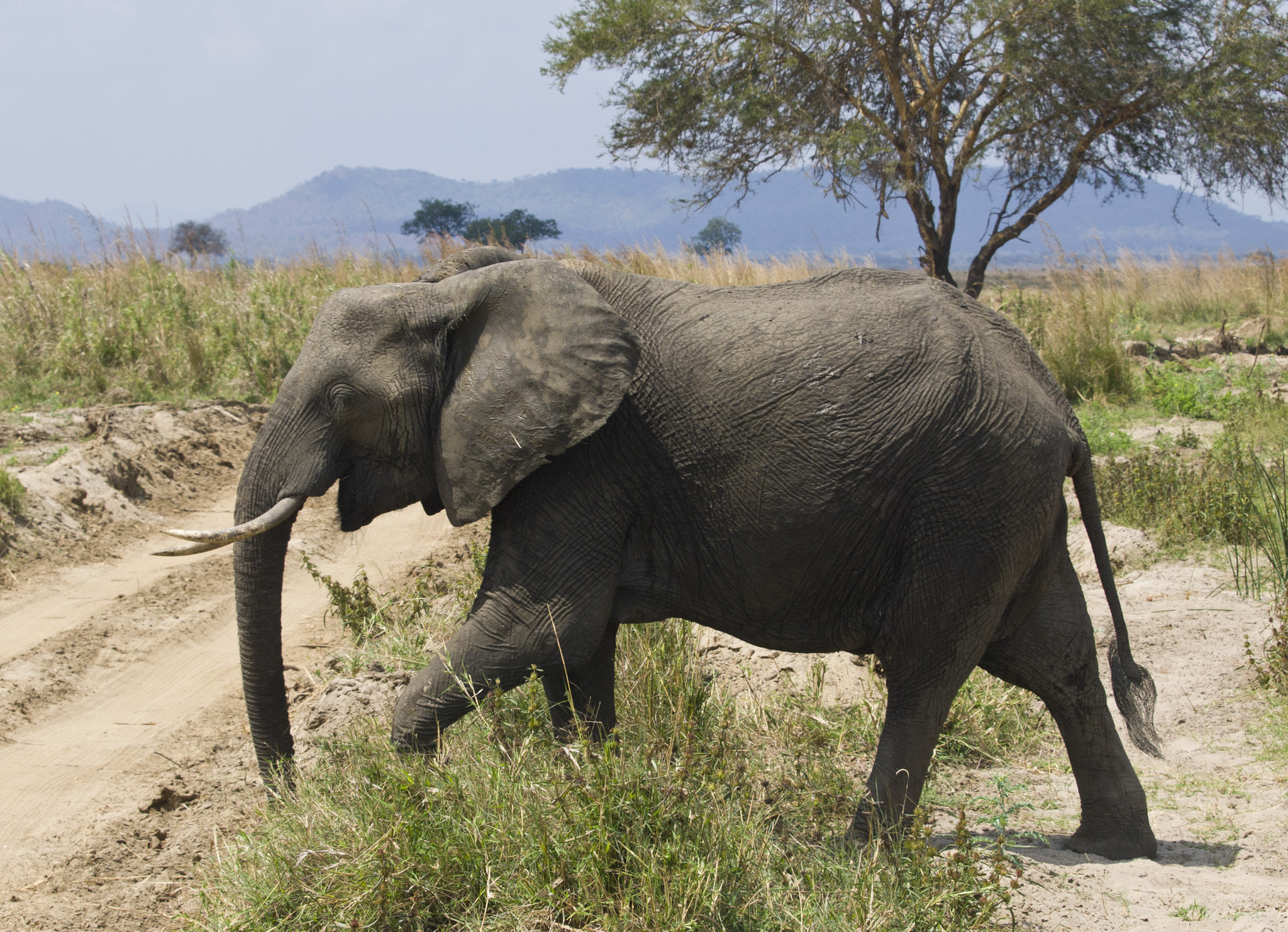 Olympus E-5 sample photo. African elephant photography