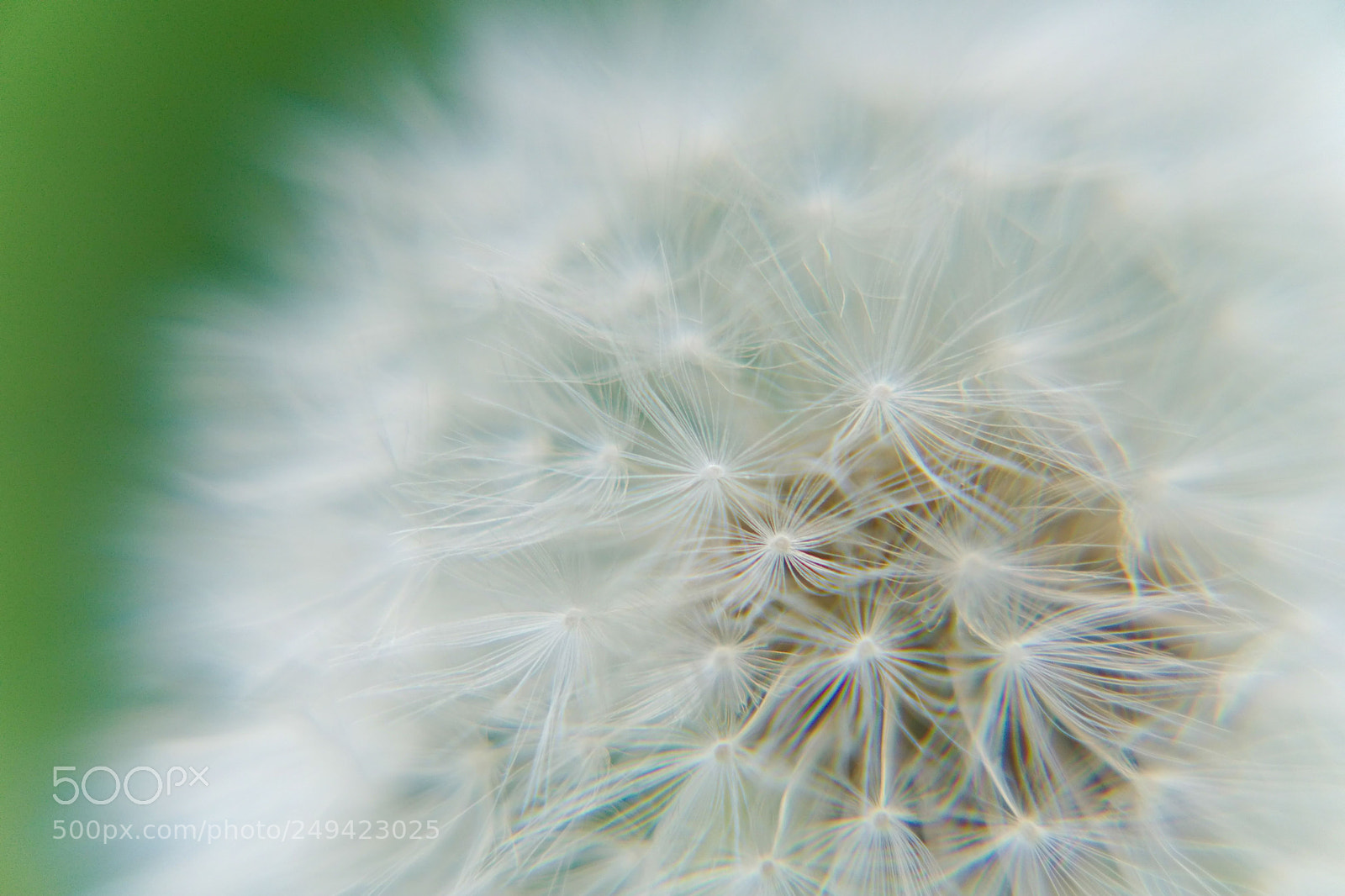 Sony a6300 sample photo. Dandelion photography
