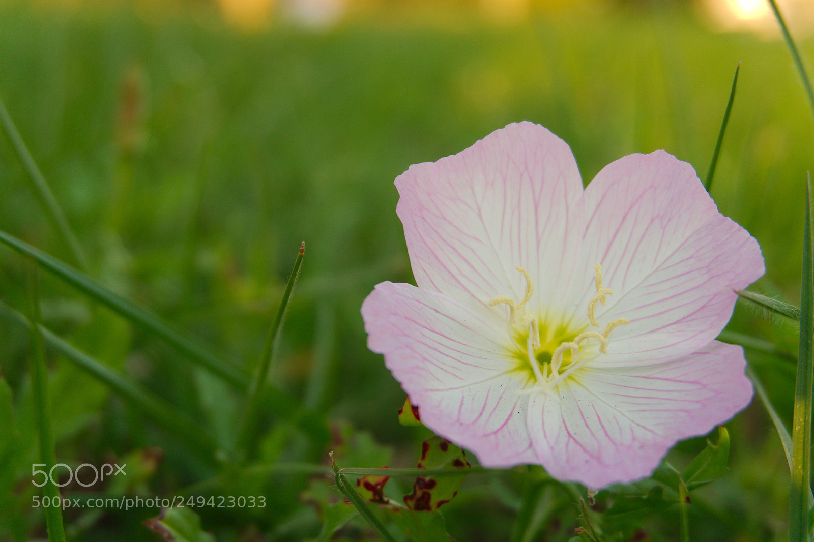 Sony a6300 sample photo. Street side wildflower photography