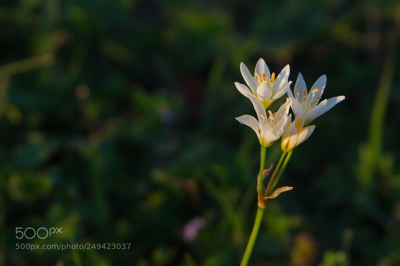Sony a6300 sample photo. Spring flower photography