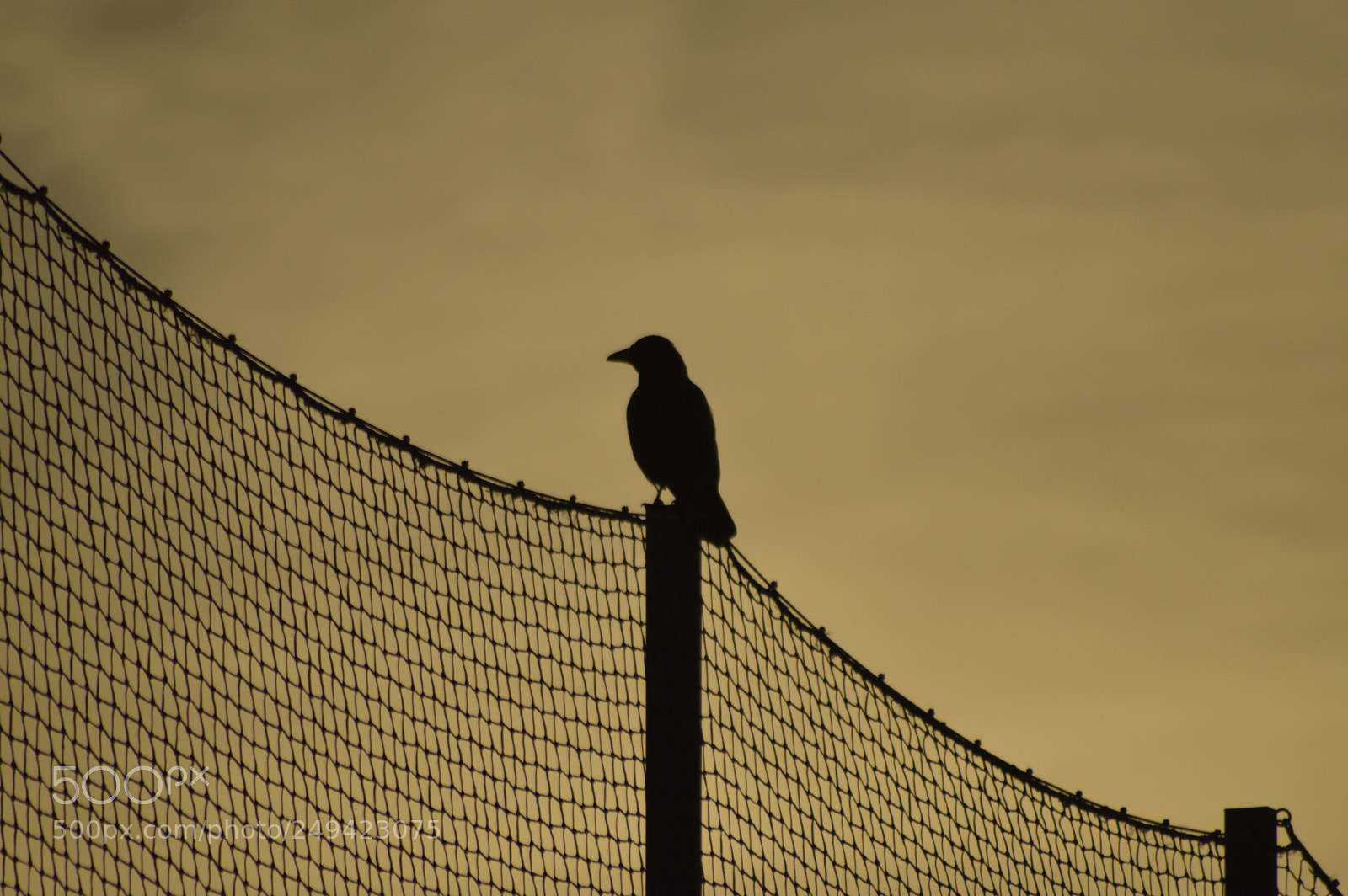 Nikon D3200 sample photo. Crow on a fence photography