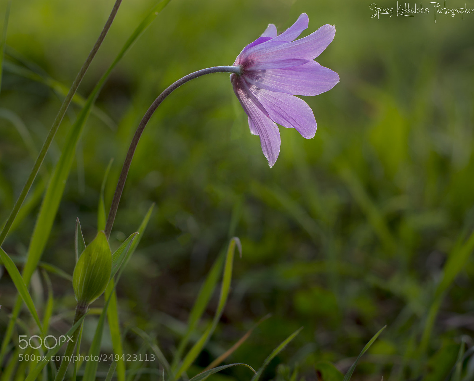Nikon D7100 sample photo. Spring photography