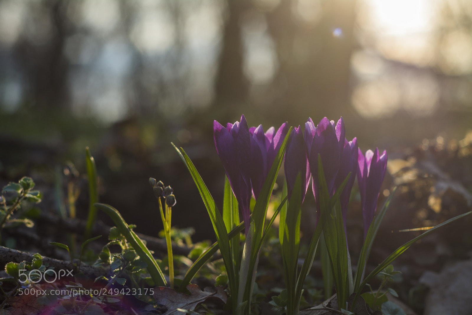 Nikon D7100 sample photo. Flowers in the light photography