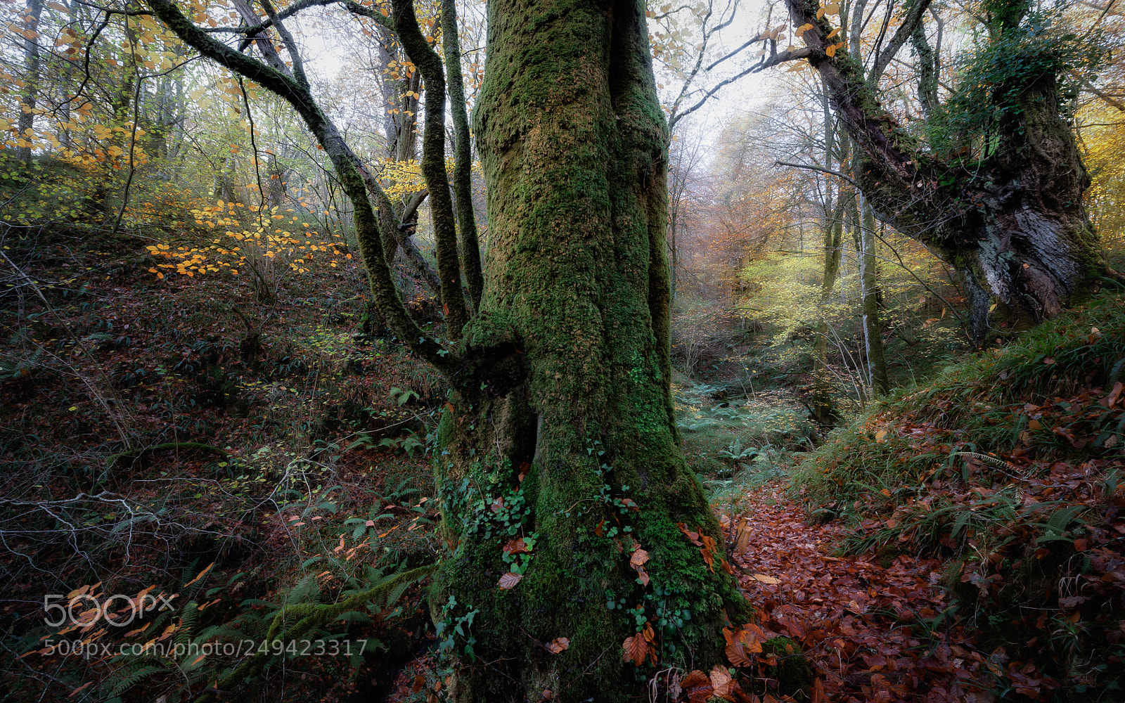Nikon D610 sample photo. Ucieda fall photography