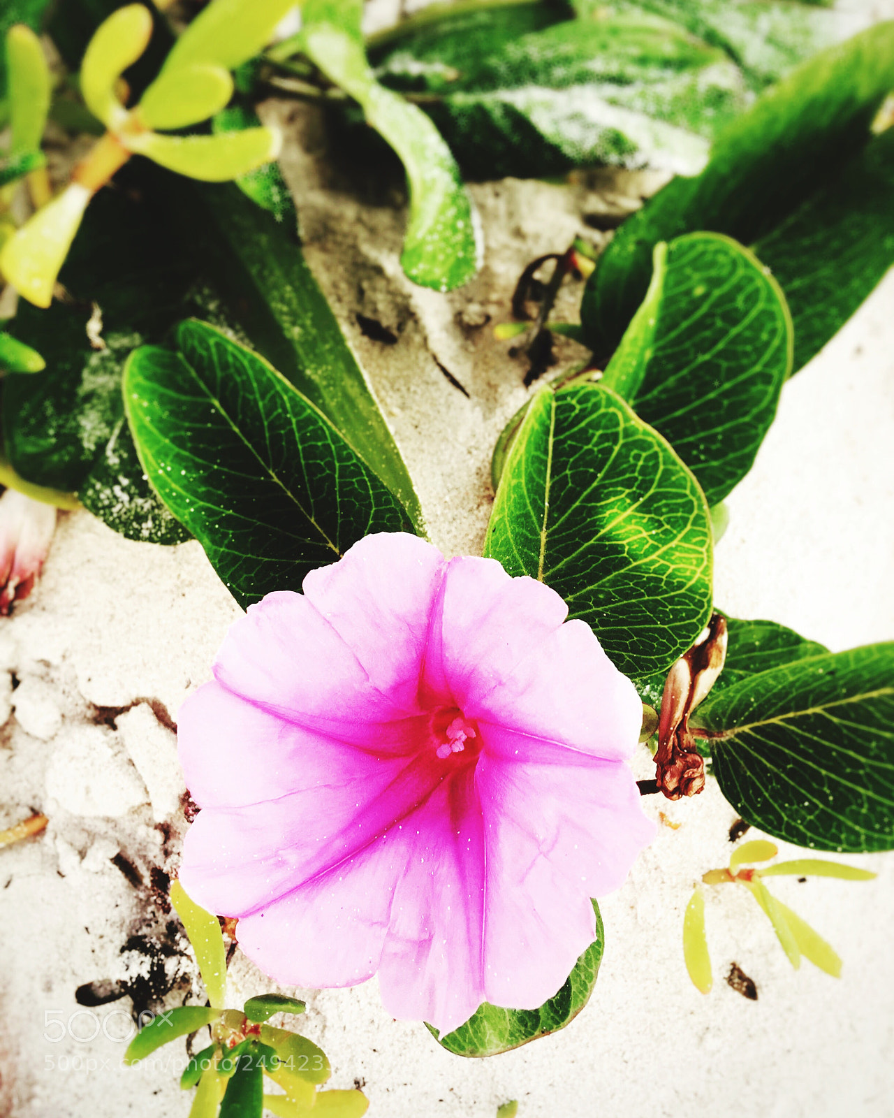 Apple iPhone 6 Plus sample photo. A beautiful pink flower photography