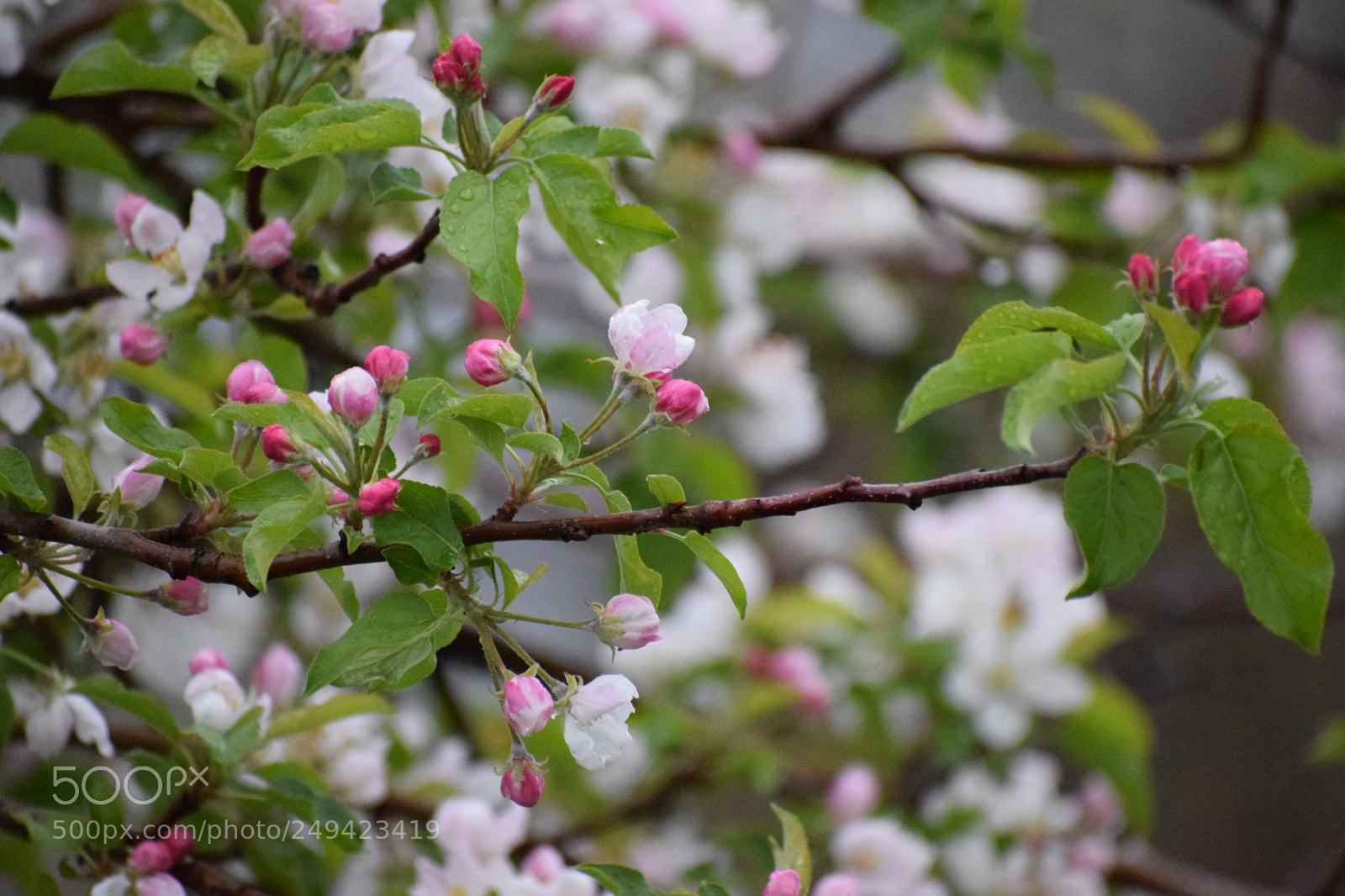 Nikon D5300 sample photo. Dsc photography
