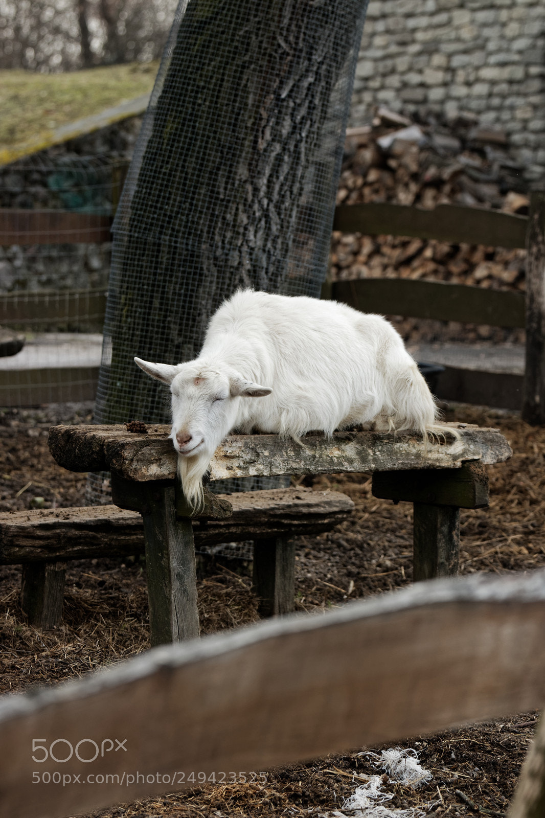 Canon EOS 70D sample photo. Goat on the table photography