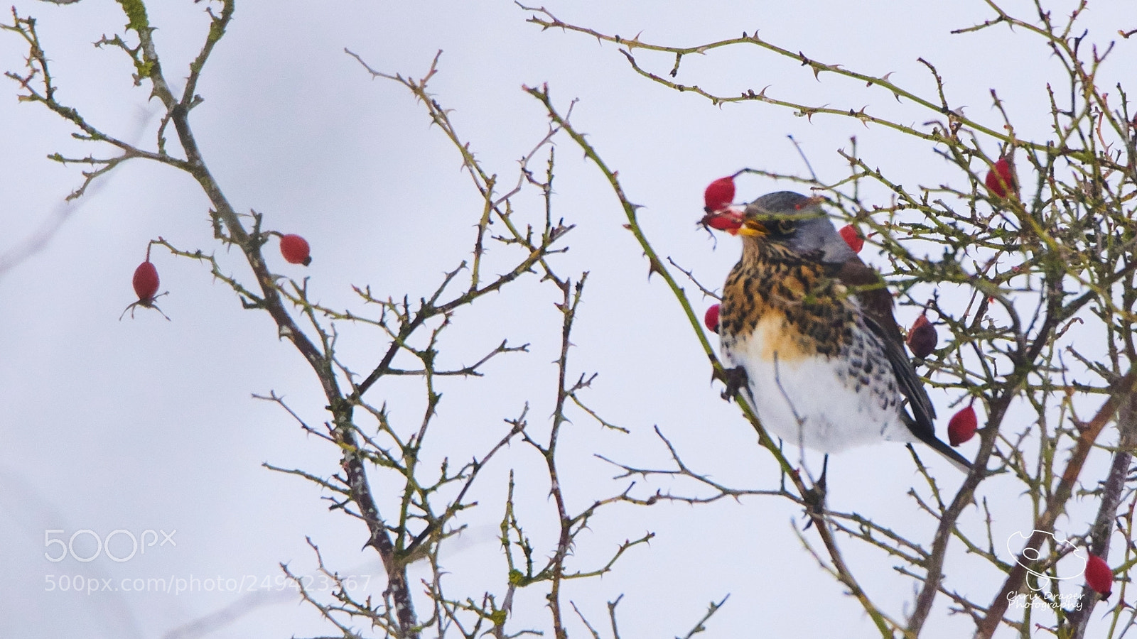 Sony ILCA-77M2 sample photo. Picking off rose-hips photography