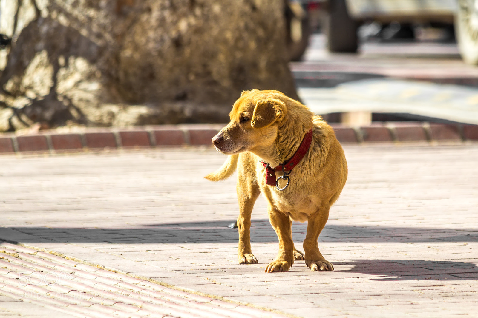 Canon EOS 600D (Rebel EOS T3i / EOS Kiss X5) sample photo. Dog photography