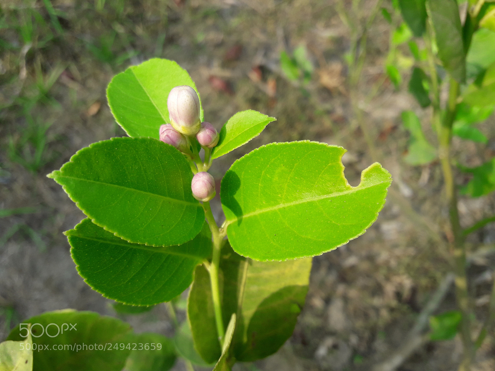 Samsung Galaxy J7 Neo sample photo. Lemon flower photography