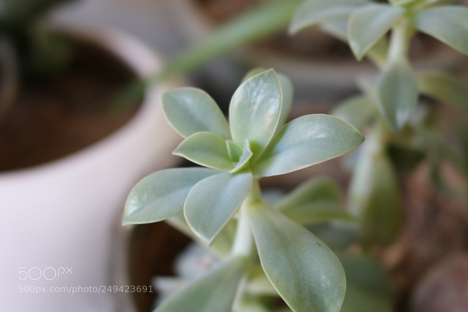 Canon EOS 750D (EOS Rebel T6i / EOS Kiss X8i) sample photo. Mom’s plants photography