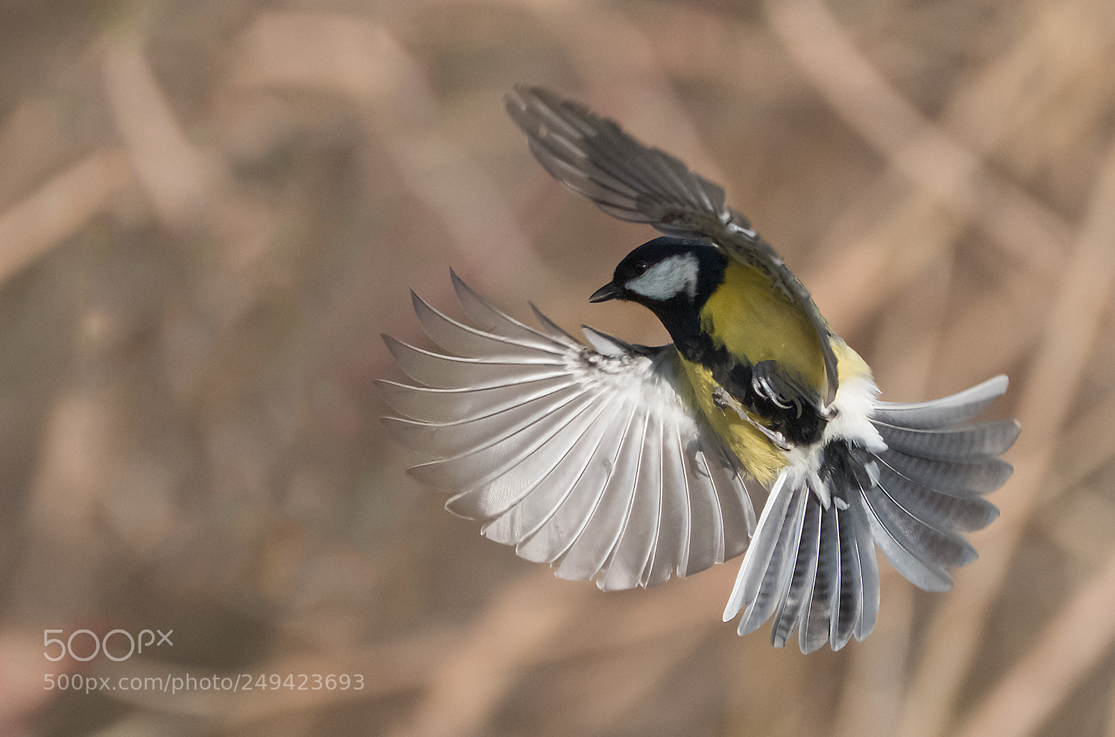 Fujifilm X-T2 sample photo. Bird photography