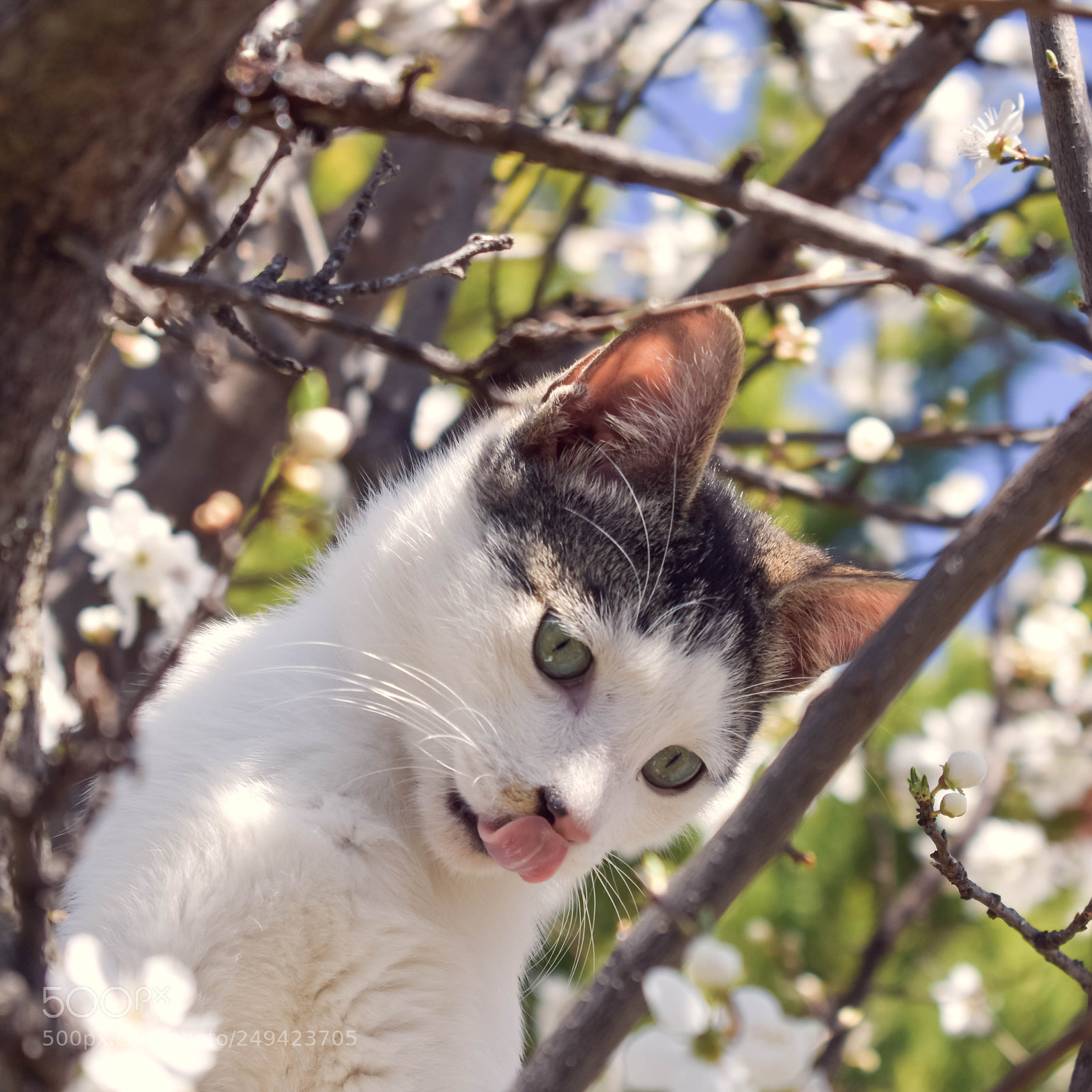 Nikon D3400 sample photo. Cutie photography