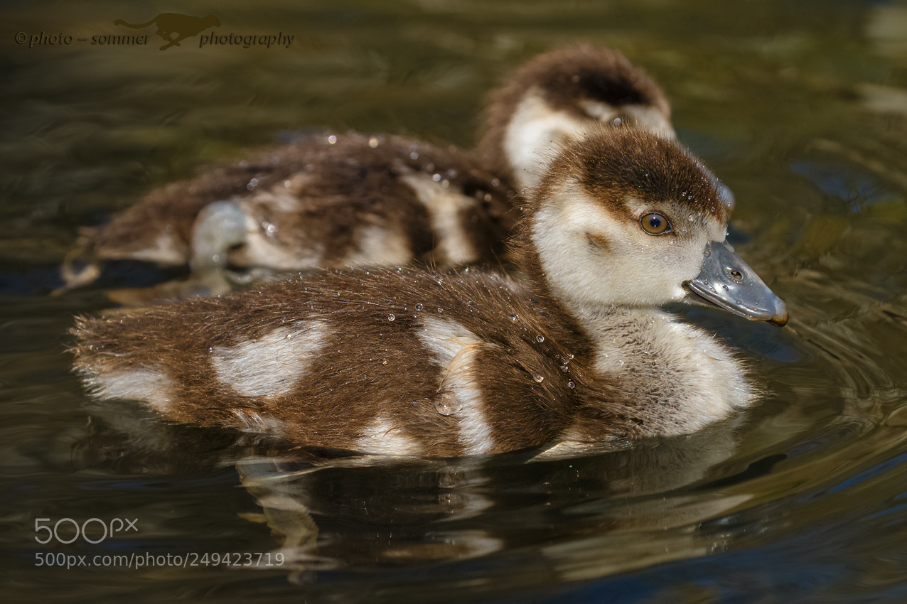 Canon EOS 70D sample photo. Young egyptian geese photography
